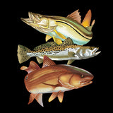 Carp Fish Trio