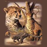 3 Leopards
