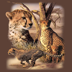 Cheetahs