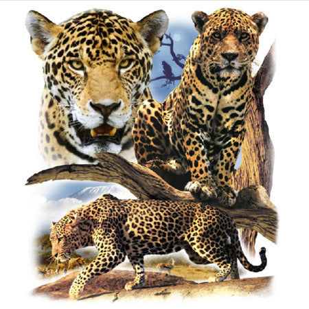3 Leopards