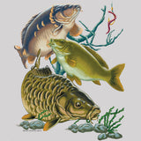 Carp Fish Trio