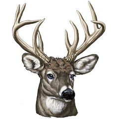 Deer Portrait