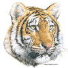 Tiger Face 2