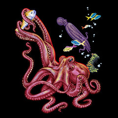 Octopus